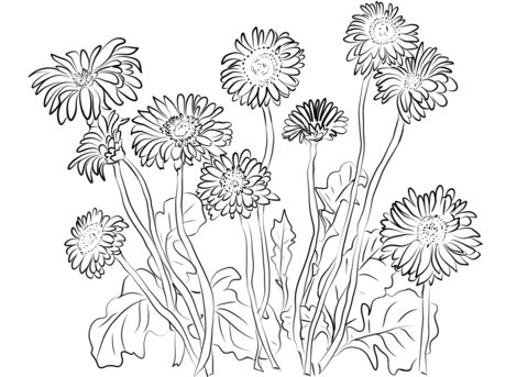 Gerbera Daisies Coloring Page